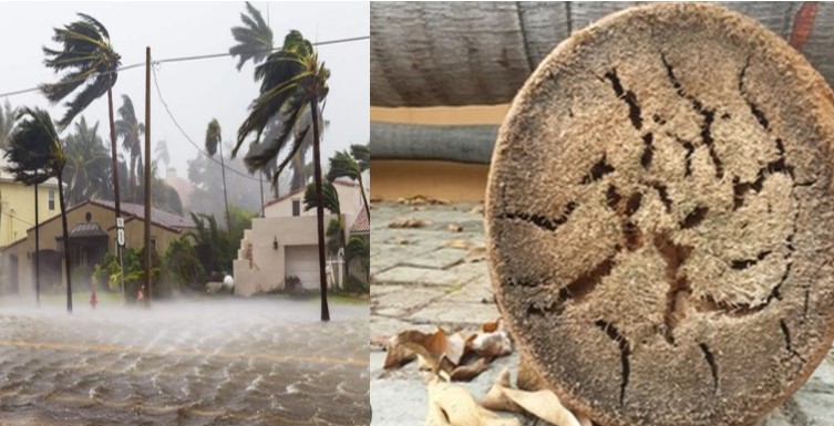 Một loại cây tại Việt Nam đứng vững trong siêu bão, chỉ cần nhắc tên ai cũng thấy quen thuộc