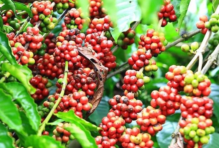 Giá cà phê Robusta lại lập kỷ lục