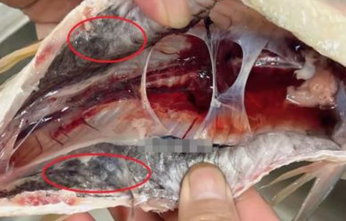 'Màng đen' trong bụng cá là gì? Có thật là do nước bẩn ô nhiễm không? Đọc xong tôi có thêm kiến ​​thức