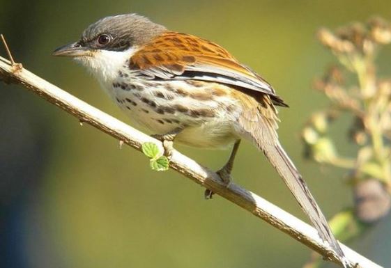 Việt Nam từng phát hiện loài chim quý hiếm bậc nhất thế giới, cả nhân loại đang nỗ lực bảo vệ