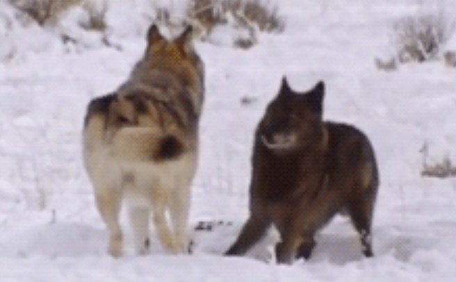 Chó vẫy đuôi thì rất dễ thương, nhưng sói vẫy đuôi thì có ý nghĩa gì?