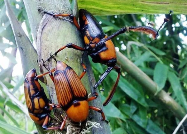 Loại bọ chuyên phá hoại rừng tre, ngày xưa người nông dân rất ghét, nhưng bây giờ trở thành đặc sản nhiều người săn lùng ở Trung Quốc