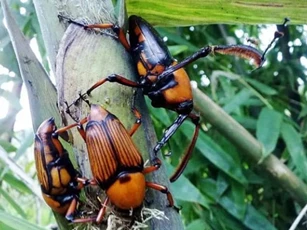 Loại bọ chuyên phá hoại rừng tre, ngày xưa người nông dân rất ghét, nhưng bây giờ trở thành đặc sản nhiều người săn lùng ở Trung Quốc