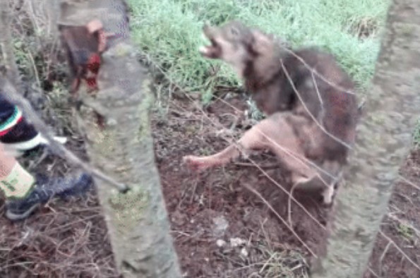 CLIP: Giải cứu sói hoang mắc kẹt, người đàn ông nhận cái kết thót tim