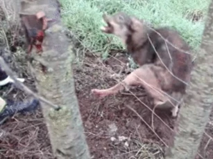 CLIP: Giải cứu sói hoang mắc kẹt, người đàn ông nhận cái kết thót tim