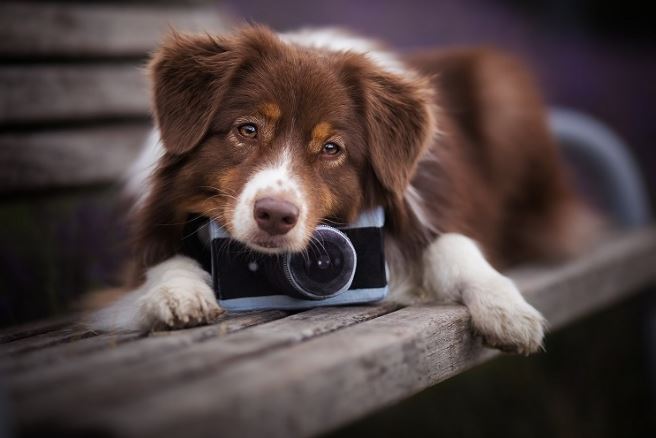 Ghi nhớ 5 mẹo "vàng" khi chụp ảnh cho thú cưng để có tấm hình lay động lòng người 