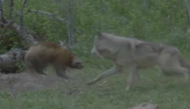 CLIP: Chó sói tấn công chồn sói, sai lầm khi chọn nhầm đối thủ và cái kết bất ngờ