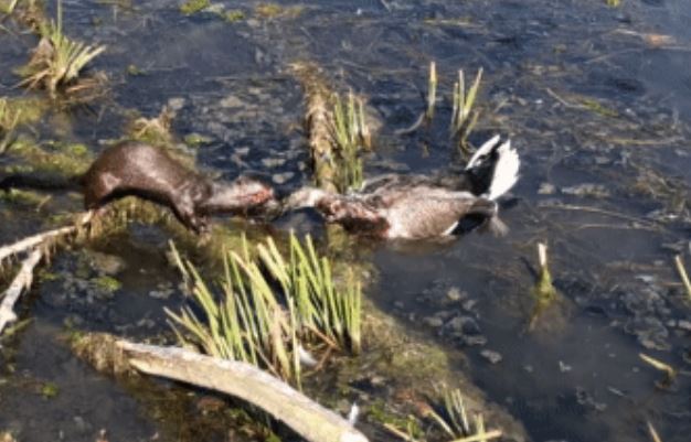 CLIP: Vịt tinh ranh giả chết rồi bất ngờ chạy thoát, liệu chồn nâu có đuổi kịp?