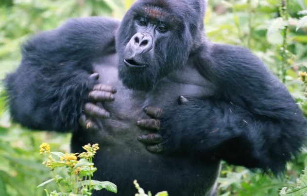 Tại sao chúng ta không bao giờ nên tự vỗ ngực trước mặt một con Gorilla