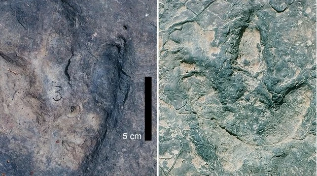 Dấu chân của loài khủng long theropod xuất hiện ở lưu vực Sousa ở đông bắc Brazil.(Ảnh: Ismar de Souza Carvalho)