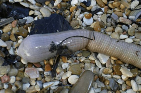 3 loài động vật có khả năng tái sinh diệu kì: Tự mọc lại các bộ phận khi bị đứt, có thể sống trong không gian