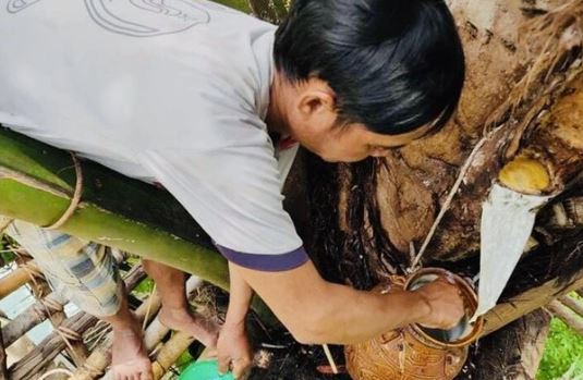 Loại rượu được mệnh danh ‘đệ nhất tửu giữa rừng’ Việt Nam: Chảy ra từ ngọn cây là thức uống quý giá