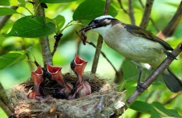 Hầu hết các tổ chim đều hướng ra trời, nếu trời mưa to thì phải làm sao? Tất cả cha mẹ trên thế giới đều tuyệt vời như nhau