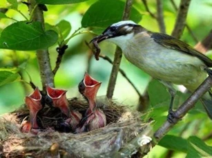 Hầu hết các tổ chim đều hướng ra trời, nếu trời mưa to thì phải làm sao? Tất cả cha mẹ trên thế giới đều tuyệt vời như nhau