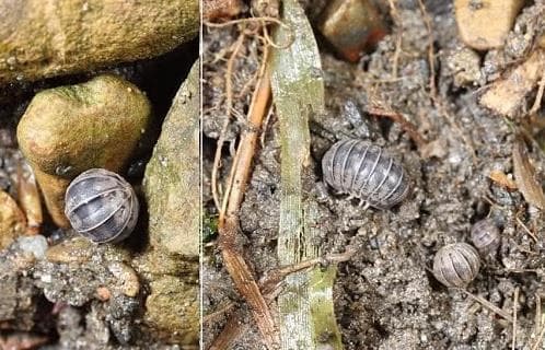 Loài côn trùng này thích sống trong các kẽ gạch ở nông thôn, nhiều người ghét nó mà không biết đó là 'kho báu'