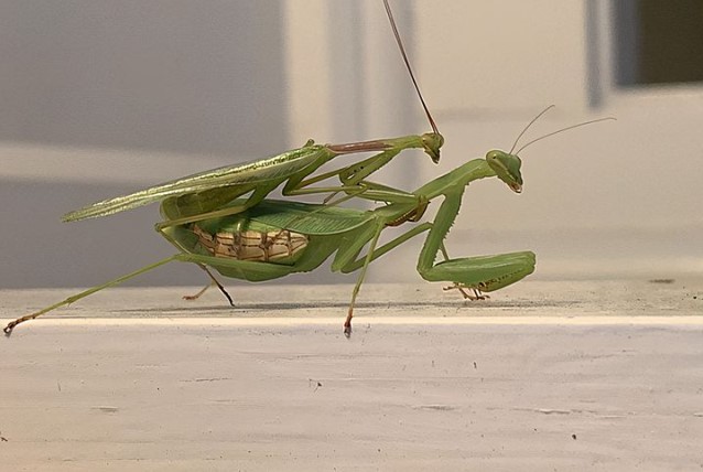 Sau khi bọ ngựa giao phối, tại sao bọ ngựa cái lại luôn tìm cách để ăn thịt con đực?