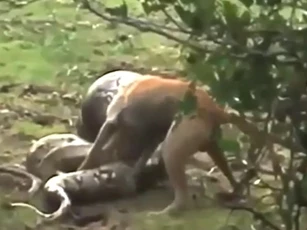 CLIP: Cú 'lội ngược dòng' của chó nhà khi đối đầu với trăn khổng lồ