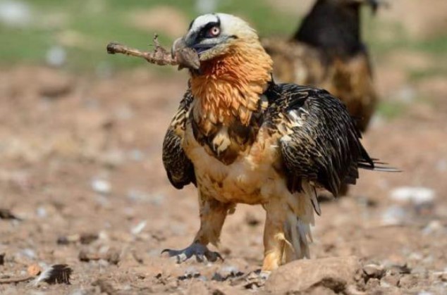 Đây là loài động vật duy nhất trên Trái đất sống chủ yếu bằng cách ăn xương