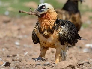 Đây là loài động vật duy nhất trên Trái đất sống chủ yếu bằng cách ăn xương