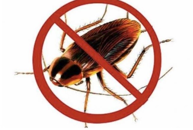 Mẹo đuổi gián từ nguyên liệu thiên nhiên không lo độc hại hay tốn kém