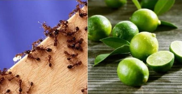 Cách đuổi kiến ra khỏi nhà hiệu quả nhất bằng gia vị gia đình nào cũng dùng, dễ dàng thấy kết quả ngay lập tức