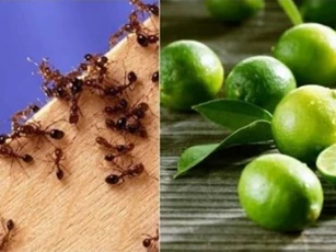 Cách đuổi kiến ra khỏi nhà hiệu quả nhất bằng gia vị gia đình nào cũng dùng, dễ dàng thấy kết quả ngay lập tức