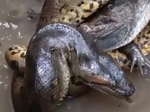 CLIP: Trăn anaconda và cái ôm thần chết với cá sấu caiman