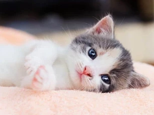 Con giáp Mão sinh vào giờ nào có thể được hưởng phúc khí vô bờ bến và có một sự nghiệp rực rỡ trong đời?