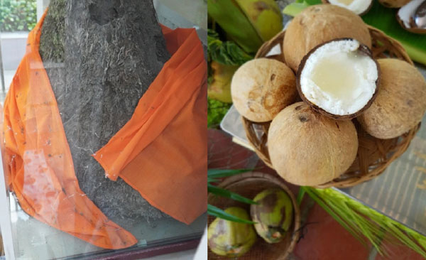 Lạ lùng ngôi chùa khoác cà sa, lập bàn thờ cho 1 gốc dừa sáp, xúc động khi biết lý do đằng sau