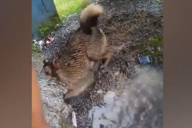 CLIP: Chó mẹ dũng cảm chui xuống hang sâu cứu con thoát chết trong gang tấc