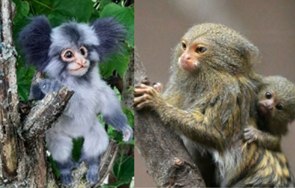 Loài động vật có họ hàng xa với con người, biết đặt tên cho nhau là loài nào?