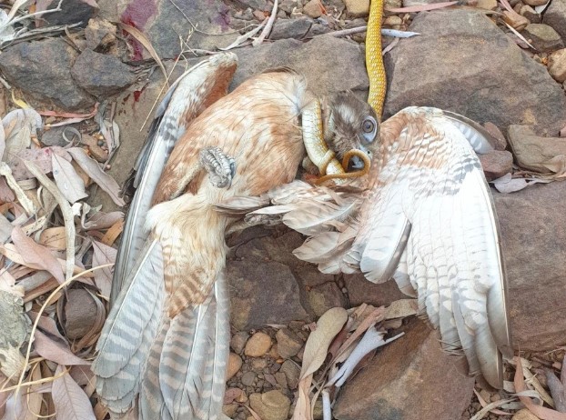 Bị chim ưng tấn công, rắn cây xanh 'lội ngược dòng' ngoạn mục khiến 'chúa tể bầu trời' sợ trợn mắt