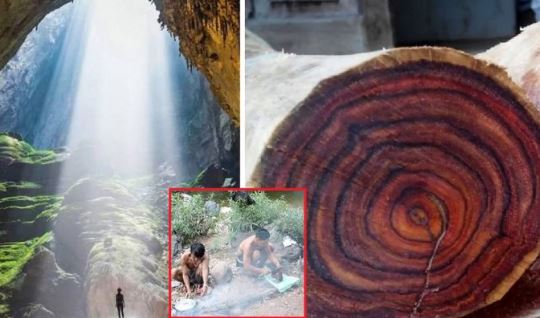 Tộc người bí ẩn của Việt Nam sở hữu rừng gỗ sưa trăm tỷ, 20 năm không bán một cây nào