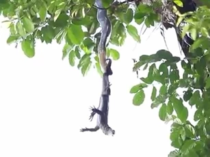 CLIP: Rắn hổ mang chúa treo mình trên cây đối đầu kỳ đà trong cuộc chiến sinh tử