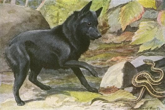 3 cặp con giáp này tốt nhất không nên duyên vợ chồng, khó mà hạnh phúc bên nhau