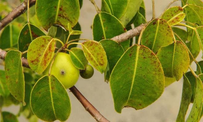 C&#xE2;y &#x111;&#x1ED9;c &#x27;2 m&#x1EB7;t&#x27;: N&#x1A1;i ch&#x1EBF;t ch&#xF3;c d&#x1B0;&#x1EDB;i m&#x1B0;a nh&#x1B0;ng l&#x1EA1;i cung c&#x1EA5;p nguy&#xEA;n li&#x1EC7;u l&#xE0;m k&#x1EB9;o cao su