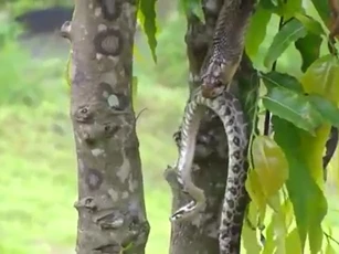 CLIP: Cuộc đối đầu 'sinh tử' giữa hai loài bò sát đáng sợ nhất