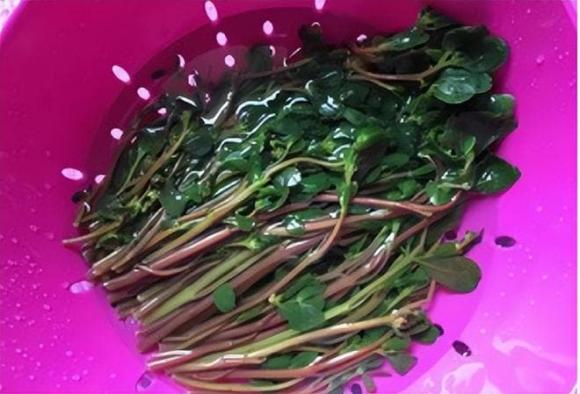 Ít ai biết loại rau dại mọc khắp các vùng quê này lại là 'kho báu' 