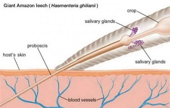 Rừng Amazon, đỉa khổng lồ