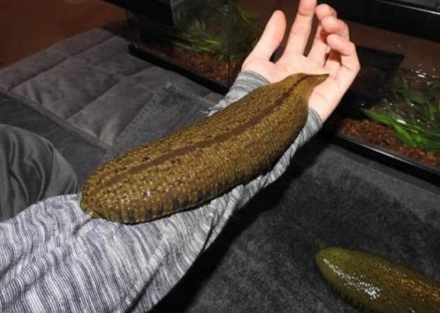 Cơn ác mộng của người dân ở Amazon: Con đỉa nước ngọt lớn nhất thế giới có chiều dài gần nửa mét