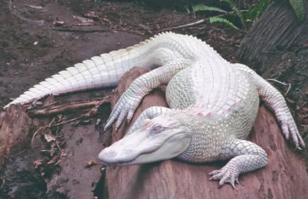 5 loài động vật bạch tạng đắt nhất thế giới, một con cá sấu bạch tạng có giá gần trăm triệu đô la! Trên thế giới chỉ còn 20 con