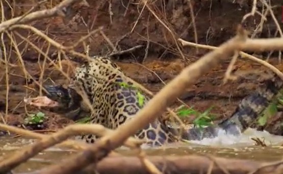 CLIP: Báo đốm hạ gục cá sấu trong tích tắc khiến con mồi không kịp ngáp