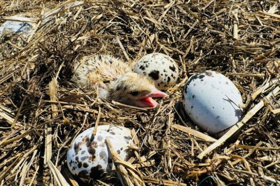 V&#x1B0;&#x1EDD;n Qu&#x1ED1;c gia duy nh&#x1EA5;t l&#x1EAD;p k&#x1EF7; l&#x1EE5;c &#x27;s&#xE2;n chim bi&#x1EC3;n c&#xF3; m&#x1EAD;t &#x111;&#x1ED9; sinh s&#x1EA3;n d&#xE0;y &#x111;&#x1EB7;c nh&#x1EA5;t Vi&#x1EC7;t Nam&#x27;, m&#x1ED7;i m2 c&#xF3; &#x111;&#x1EBF;n 4,88 tr&#x1EE9;ng