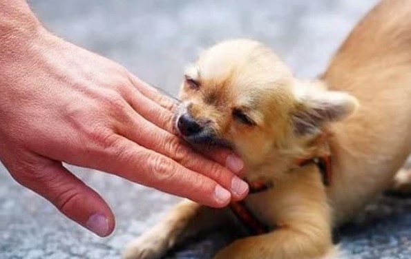 Thời xưa bị chó cắn phải làm sao khi chưa có vắc xin ngừa bệnh dại?