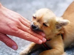 Thời xưa bị chó cắn phải làm sao khi chưa có vắc xin ngừa bệnh dại?