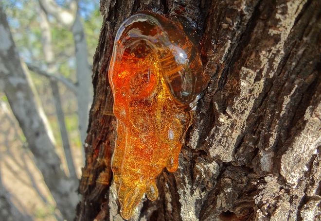 Loại nhựa cây hóa thạch hàng triệu năm trở thành 'báu vật' chế tác trang sức cao cấp, được ví như 'thần dược' cho sức khỏe