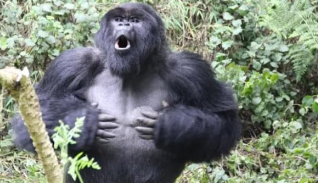 Khỉ đột to lớn như vậy, tại sao dương vật của chúng lại ngắn tủn 2,8 cm?