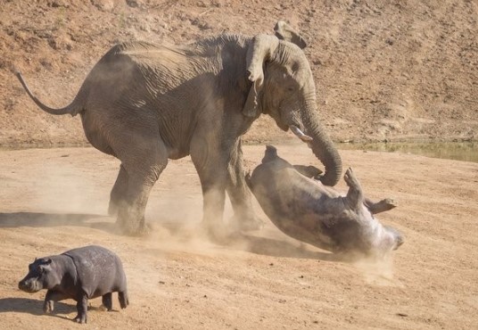 Clip: "Chiến thần" voi rừng giải cứu hà mã ngoạn mục khỏi nanh vuốt của đàn chó hoang