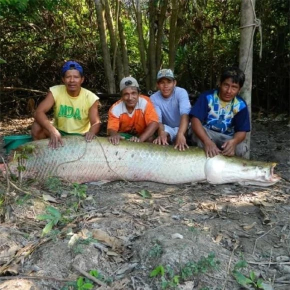 cá hải tượng, sông Amazon, Arapaima,