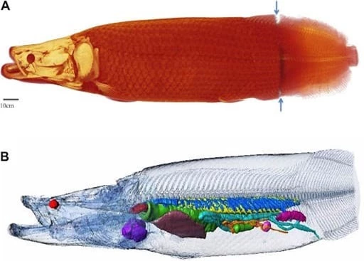 cá hải tượng, sông Amazon, Arapaima,